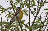 Somali Bunting