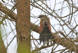White-browed Coucal