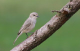African Grey Flycatcher