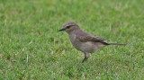 African Grey Flycatcher