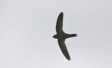 Common Swift????