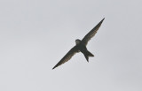 Horus Swiftlet
