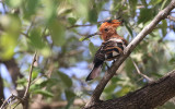 African Hoopoe