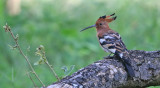African Hoopoe