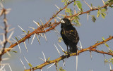 Yellow Bishop