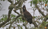 Long-crested Eagle