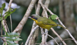 Black-fronted Bushshrike