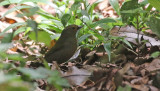 Green Twinspot, juv