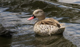 Cape Teal