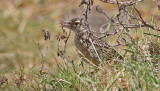 Red-naped Lark