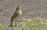Red-naped Lark