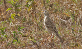 African  Pipit