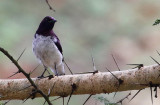 Violet-backed Starling