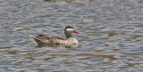 Red-billed Teal