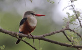 Grey-headed Kingfisher