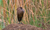 Hamerkop