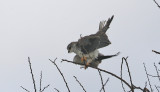 Black-winged Kite