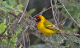 Birds of Tanzania
