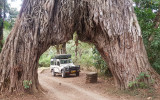 Tunnel tree