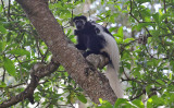 Colobus Monkey