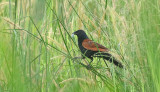 Lesser Coucal