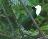 Magnificent Bird of Paradise
