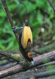 Magnificent Bird of Paradise