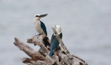 Beach Kingfisher