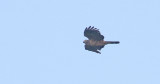 Pacific Baza