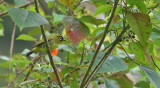 Black-capped White-eye