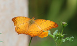 Common Cruiser (Vendula erota)