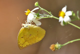 Lemon Emigrant, female (Catopsilia pomona) Form pomona.