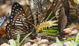 Five-barred Swordtail (Graphium antiphates pompilius)