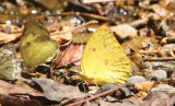 Lemon Emigrant (Catopsilia pomona)