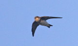 Bank Swallow