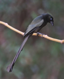 Racket-tailed Treepie