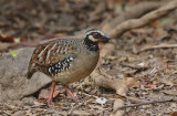 Bar-backed Partridge