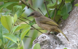 Olive-winged Bulbul