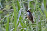 Chestnut-capped Babbler