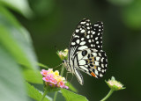 The Lime Swallowtail (Papilion demoleus)