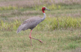 Sarus Crane