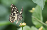 The Lime Swallowtail (Papilion demoleus)