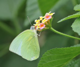 The Lemon Emigrant