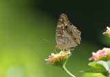 Lemon Pansy, (Junonia lemonias)