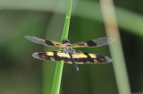 Variegated flutterer aka Common Picturewing,  Rhyothemis variegata