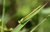  Ceriagrion indochinense - male
