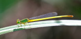 Ceriagrion indochinense - male