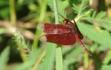 Fulvous Forest Skimmer (Neurothemis fulvia) male