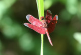 Fulvous Forest Skimmer (Neurothemis fulvia)