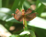 Fulvous Forest Skimmer (Neurothemis fulvia) female